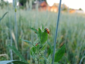 Close-up of ladybug on grass