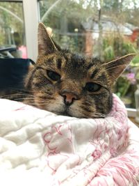 Close-up portrait of a cat