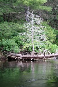 Scenic view of lake in forest