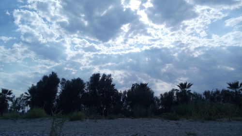 Trees on landscape against sky