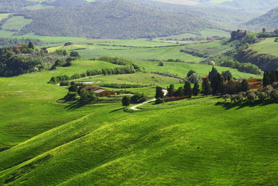 Scenic view of agricultural field