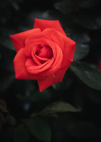 Close-up of red rose