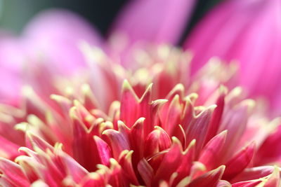 Close-up of pink flower