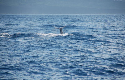 View of whale in sea