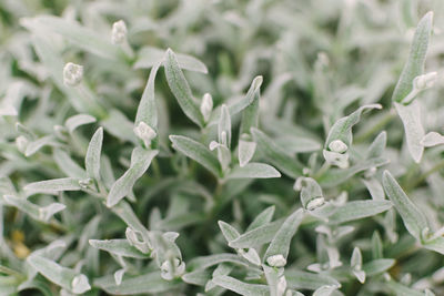 Close-up of plants