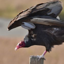 Close-up of bird perching