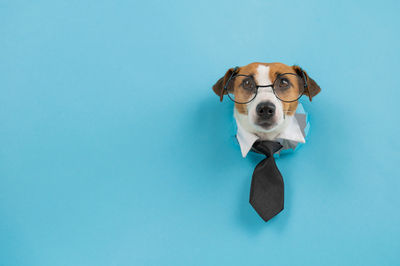 Close-up of dog against blue background