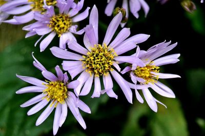 Close-up of yellow flowers blooming outdoors