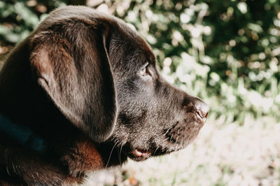 Close-up of dog looking away