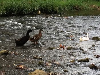 View of birds in water