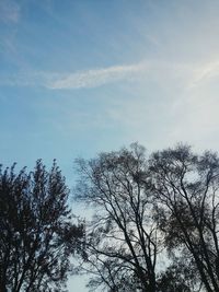 Low angle view of trees against sky