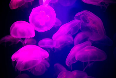 Close-up of jellyfish swimming in sea