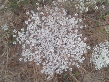 Close-up of snow on field