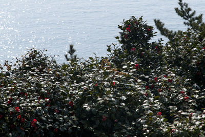 High angle view of flowering plants by sea during winter