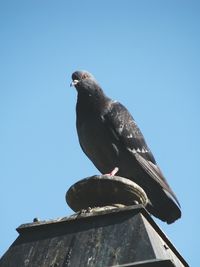 Low angle view of bird perched on blue sky