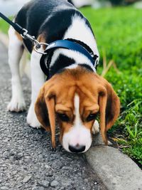 Close-up portrait of dog relaxing on grass