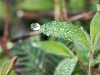 Close-up of raindrops on leaf