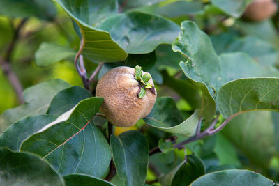 Close-up of fresh green plant