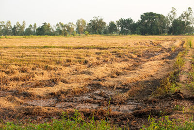 Scenic view of agricultural field against sky