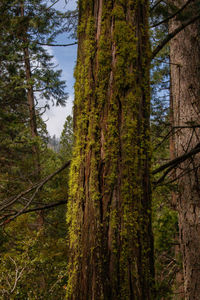 Pine trees in forest