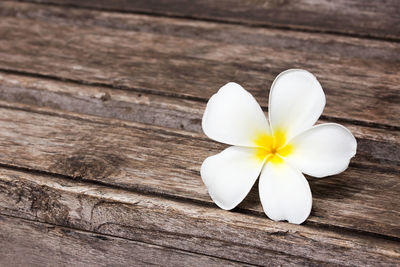Close-up of white flower on table