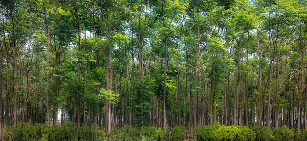 View of trees in forest