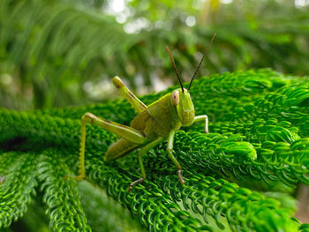 A grasshopper on a spruce leaf.