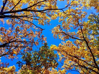 Low angle view of tree against blue sky