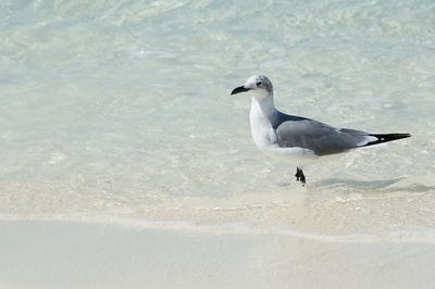 Side view of seagull on beach