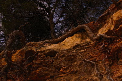 Trees in the dark