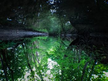 Scenic view of lake in forest