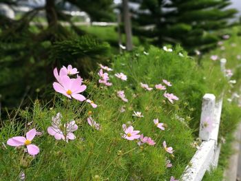 High angle view of crocus flowers blooming on field