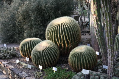 Cactuses with information signs in park