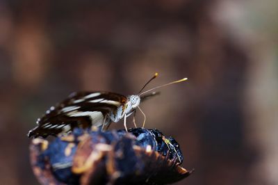 Close-up of butterfly