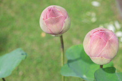Close-up of pink lotus water lily