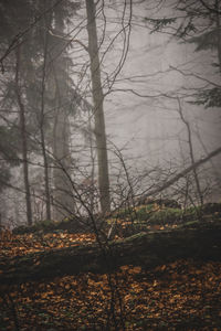 Trees growing in forest