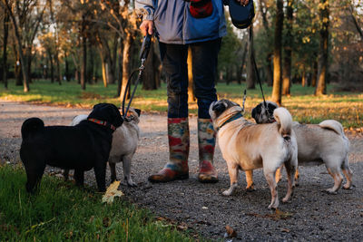 Dog walking. professional dog walker walking dogs in autumn sunset park. walking 