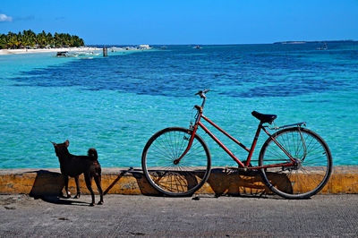 Dog in sea