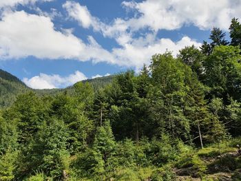 Low angle view of trees against sky