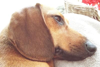 Close-up of dog resting