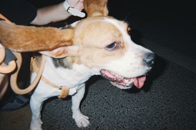 Close-up of man with dog