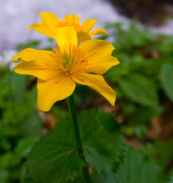 Close-up of yellow flowering plant