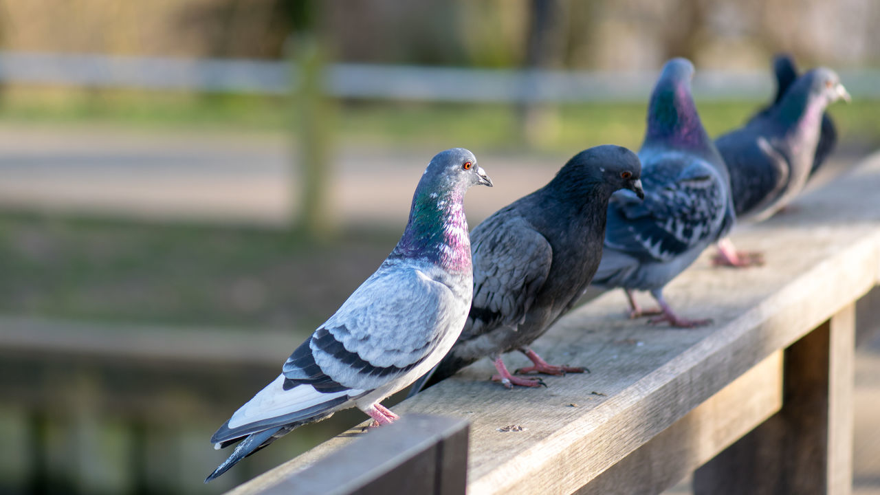 London pigeons