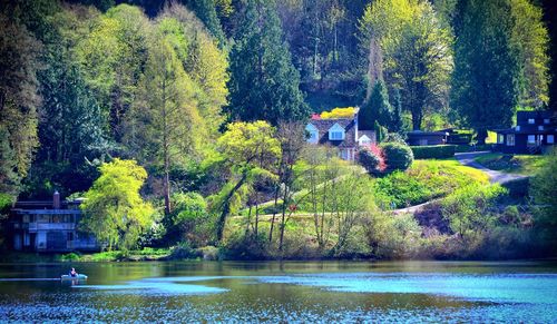 Reflection of trees in water