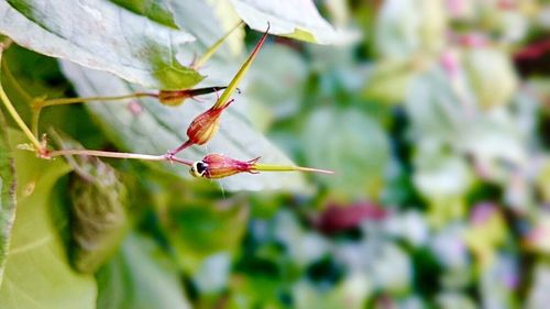 Close-up of insect on plant