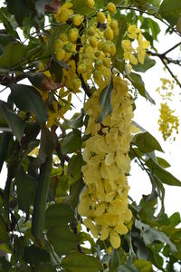 Low angle view of yellow flowers on tree