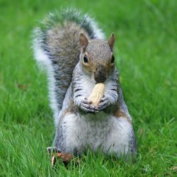 Close-up of squirrel eating food on field