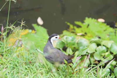 Close-up of a bird on field