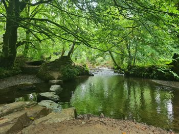 Stream flowing through rocks in forest