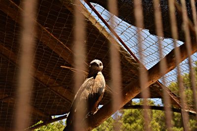 Low angle view of bird perching in cage